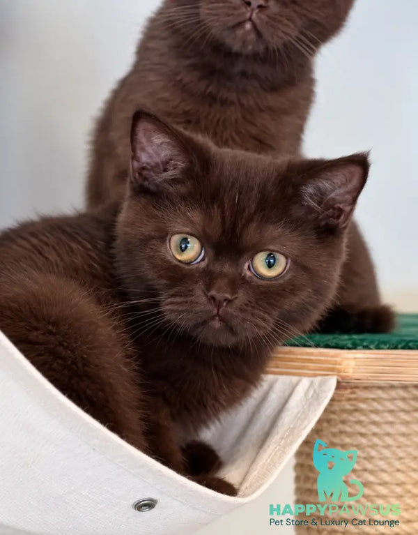 Josie British Shorthair female chocolate - live animals