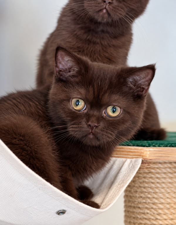 Josie British Shorthair female, chocolate