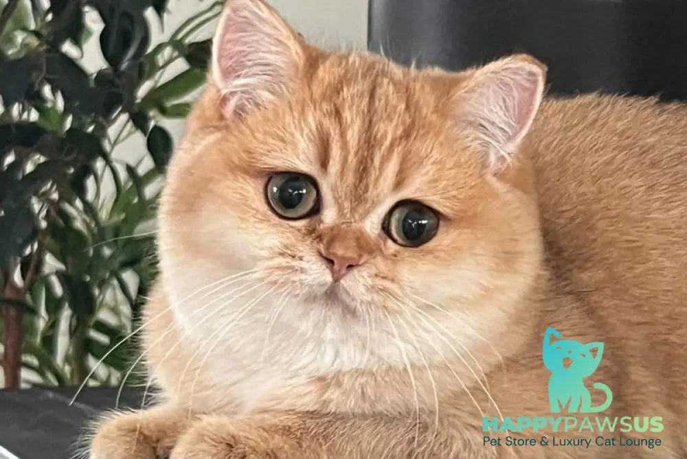 Jossie British Shorthair female chocolate golden shaded live animals