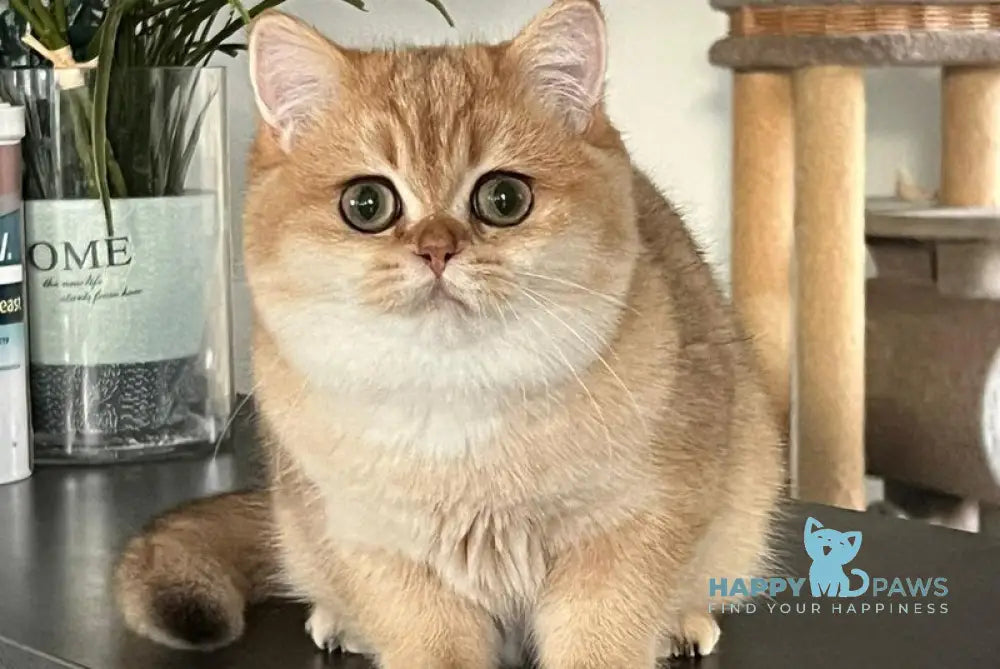 Jossie British Shorthair female chocolate golden shaded live animals