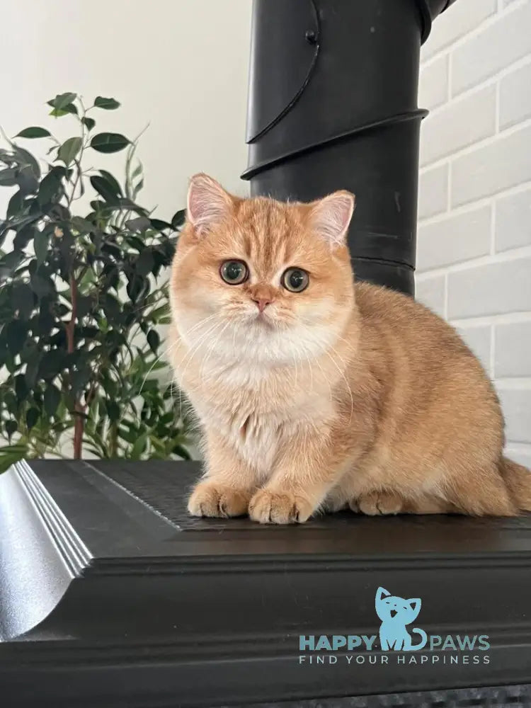 Jossie British Shorthair female chocolate golden shaded live animals