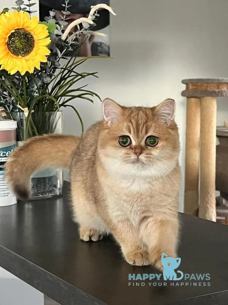 Jossie British Shorthair female chocolate golden shaded live animals