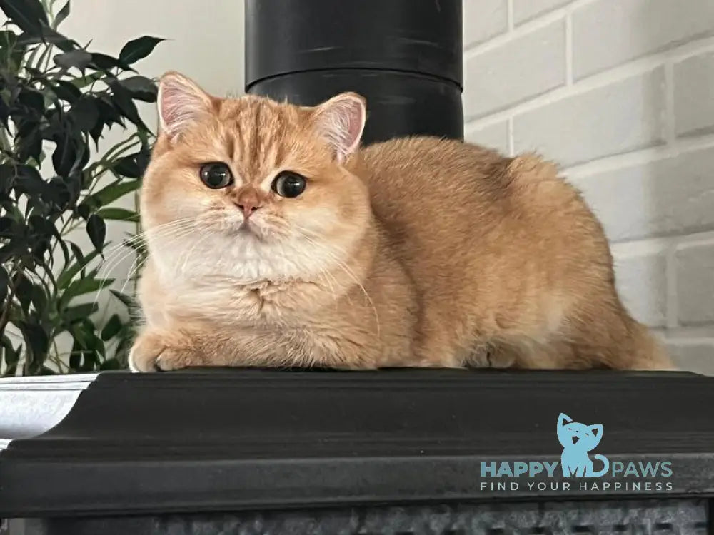 Jossie British Shorthair female chocolate golden shaded live animals