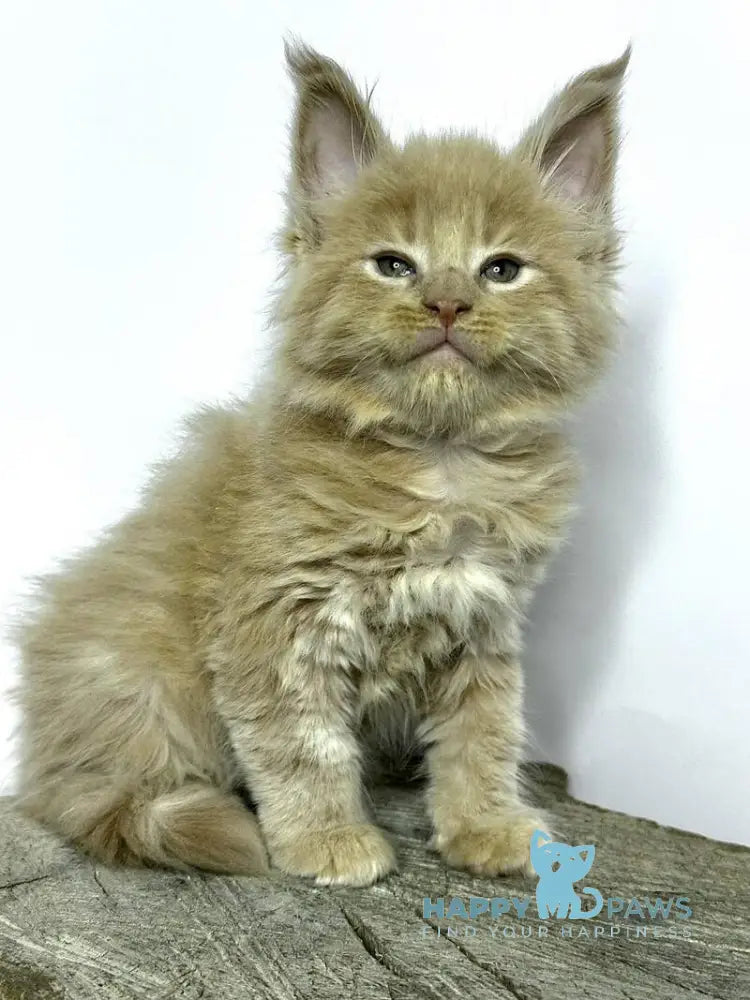 Jovani Maine Coon male cream - live animals