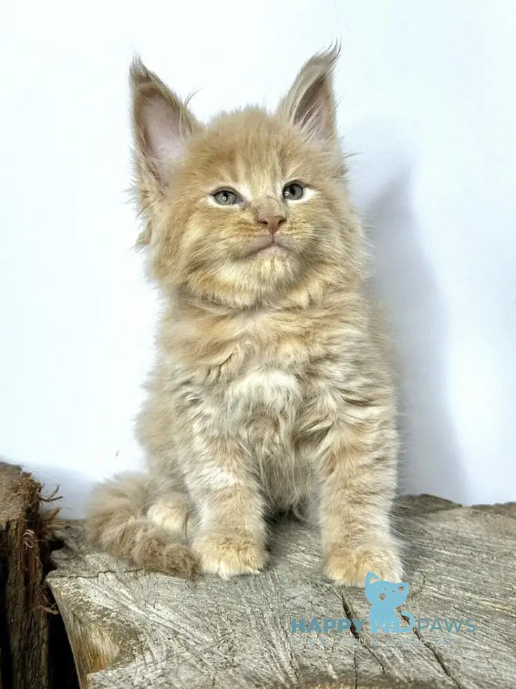 Jovani Maine Coon male cream - live animals