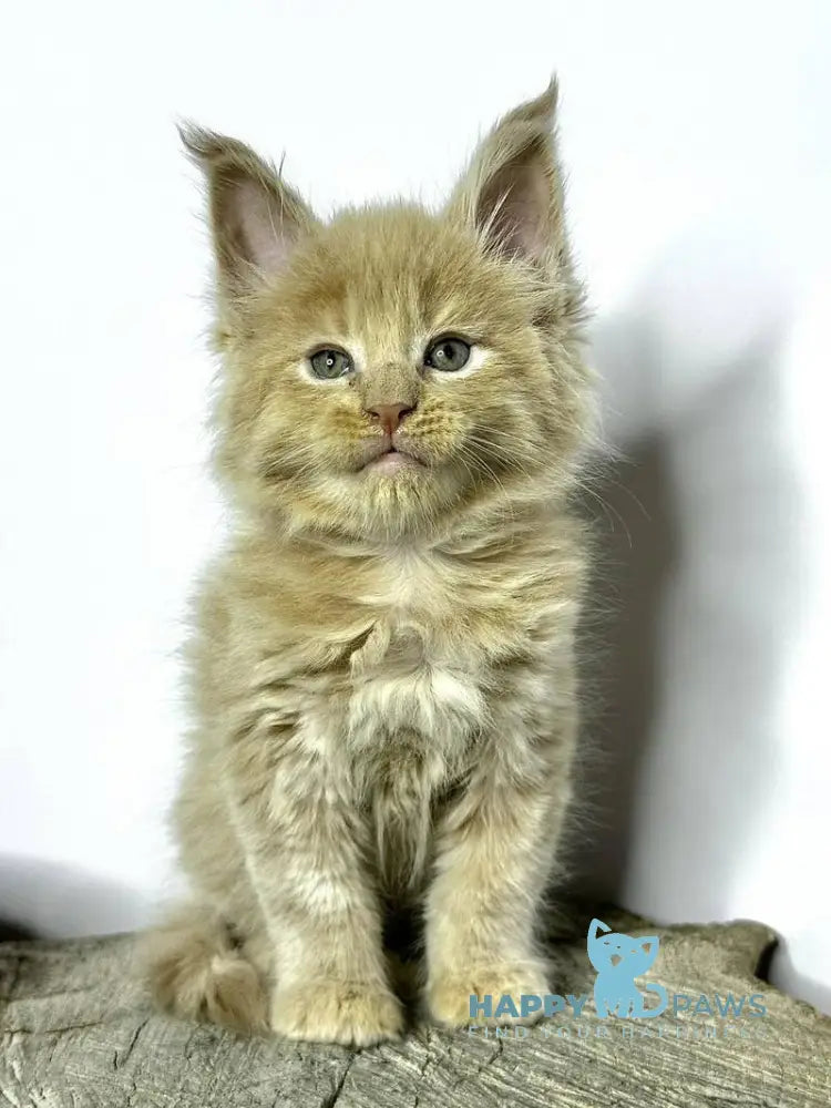 Jovani Maine Coon male cream - live animals