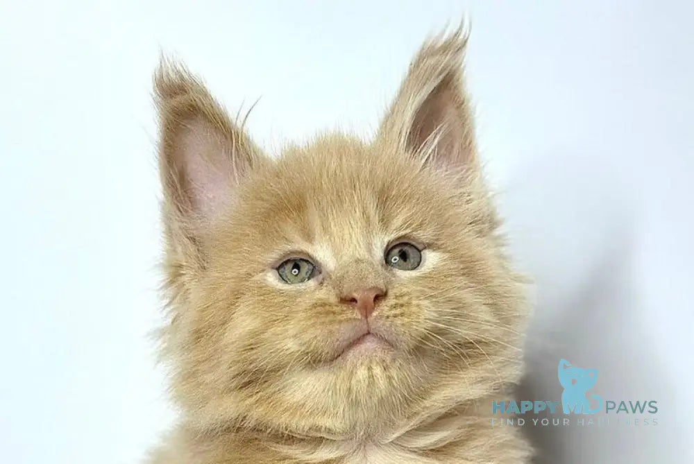 Jovani Maine Coon male cream - live animals