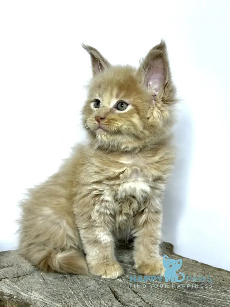 Jovani Maine Coon male cream - live animals