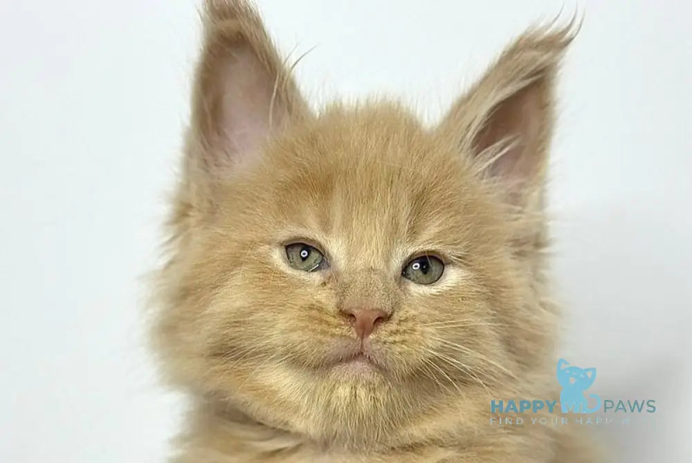 Jovani Maine Coon male cream - live animals