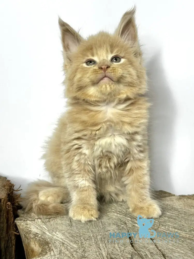 Jovani Maine Coon male cream - live animals