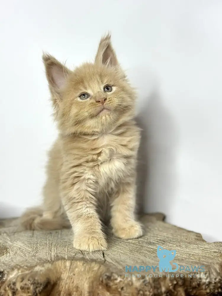 Jovani Maine Coon male cream - live animals