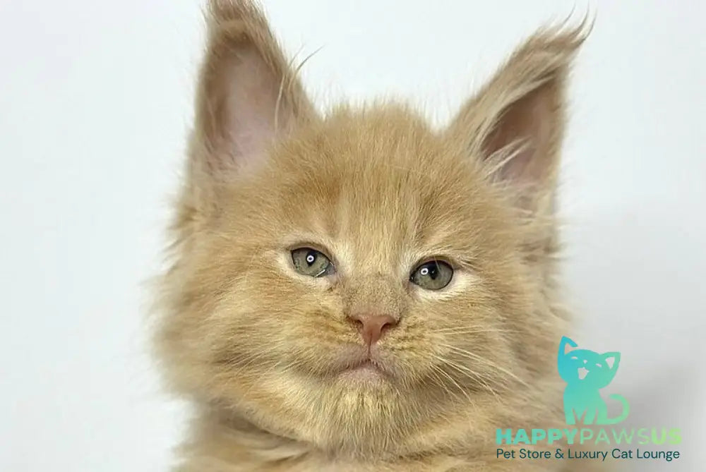 Jovani Maine Coon male cream - live animals
