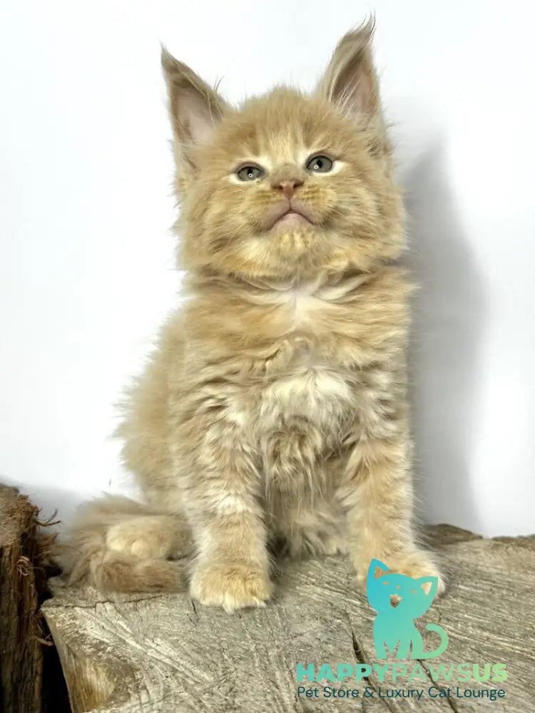 Jovani Maine Coon male cream - live animals
