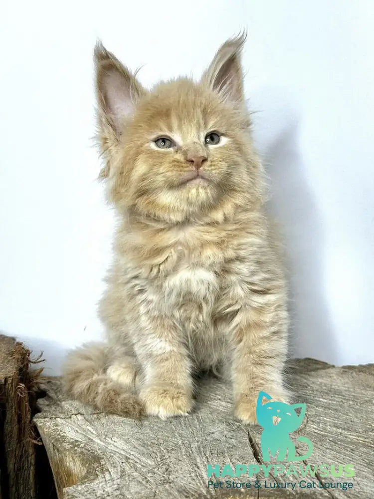Jovani Maine Coon male cream - live animals