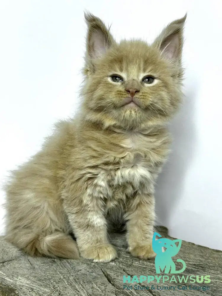 Jovani Maine Coon male cream - live animals