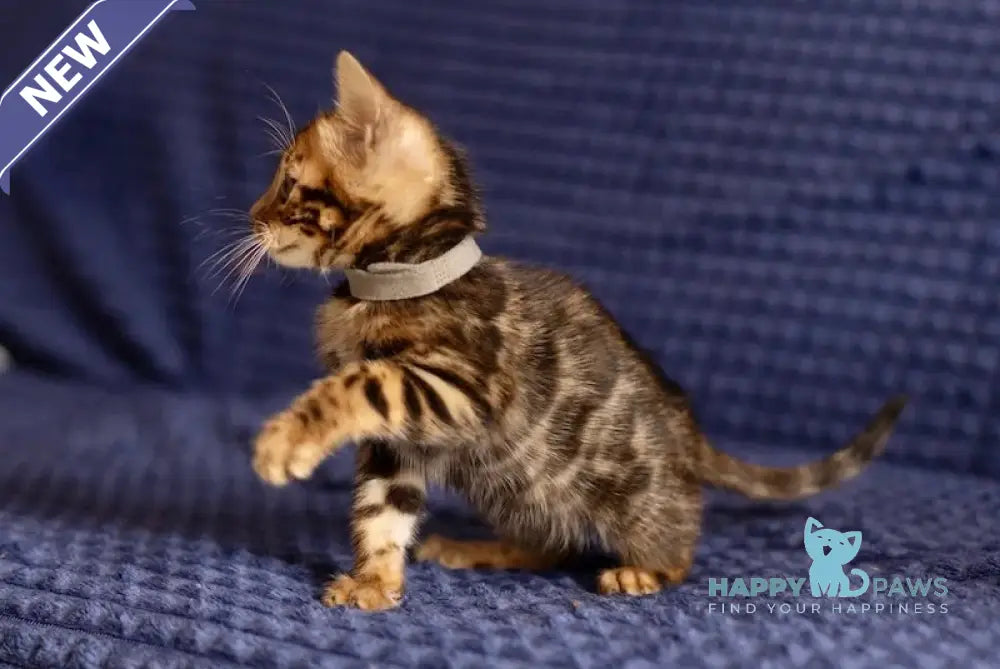 Joy Bengal male black spotted tabby live animals