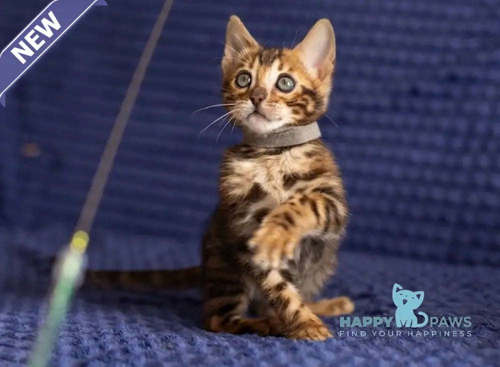 Joy Bengal male black spotted tabby live animals