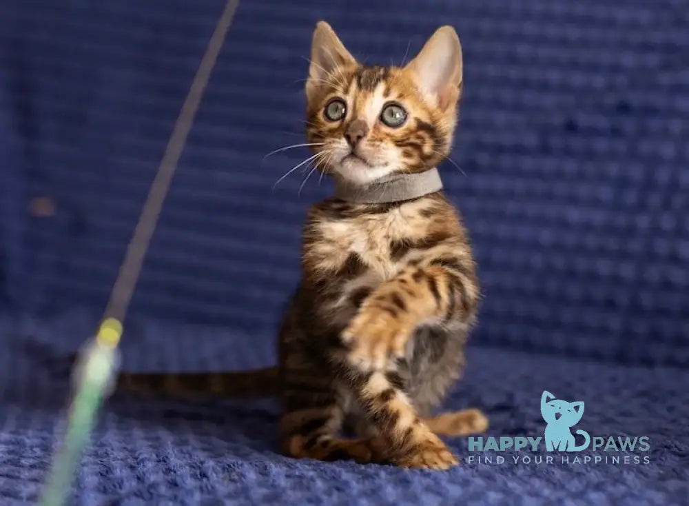 Joy Bengal male black spotted tabby live animals