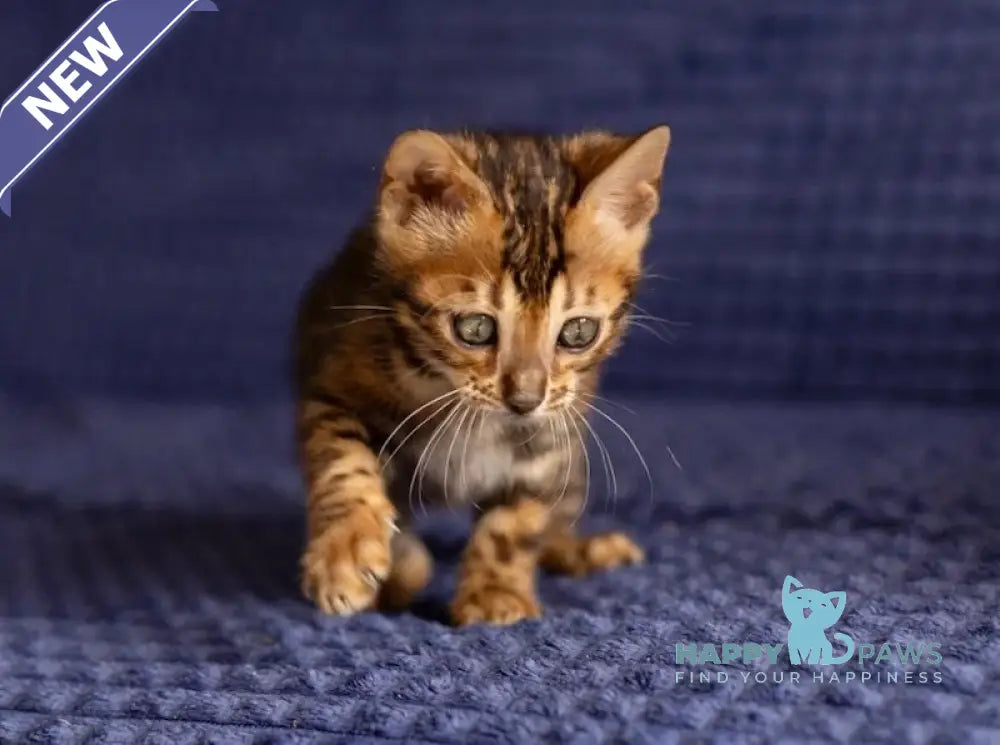 Joy Bengal male black spotted tabby live animals