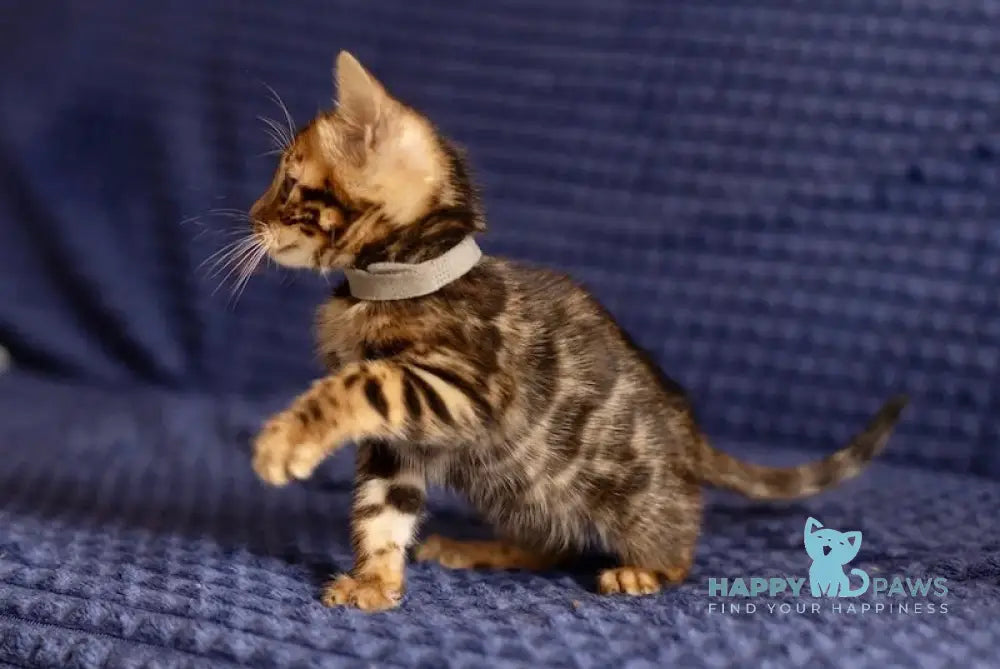 Joy Bengal male black spotted tabby live animals