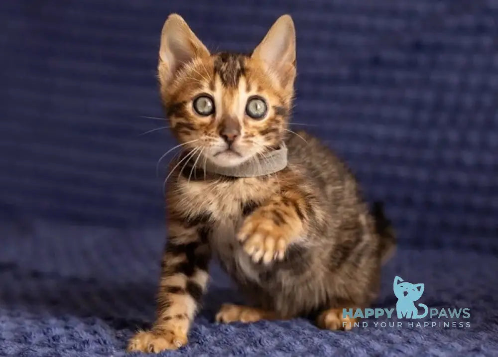 Joy Bengal male black spotted tabby live animals