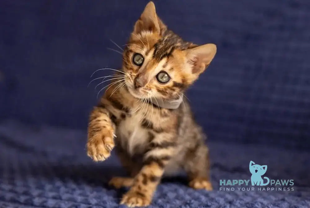 Joy Bengal male black spotted tabby live animals