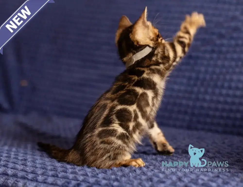 Joy Bengal male black spotted tabby live animals