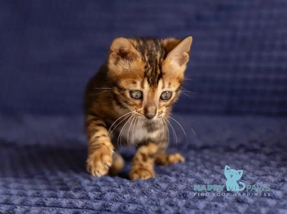 Joy Bengal male black spotted tabby live animals