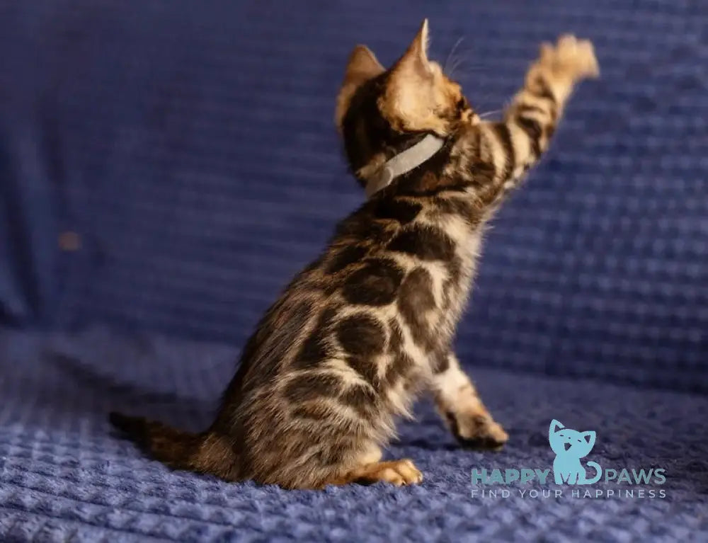 Joy Bengal male black spotted tabby live animals
