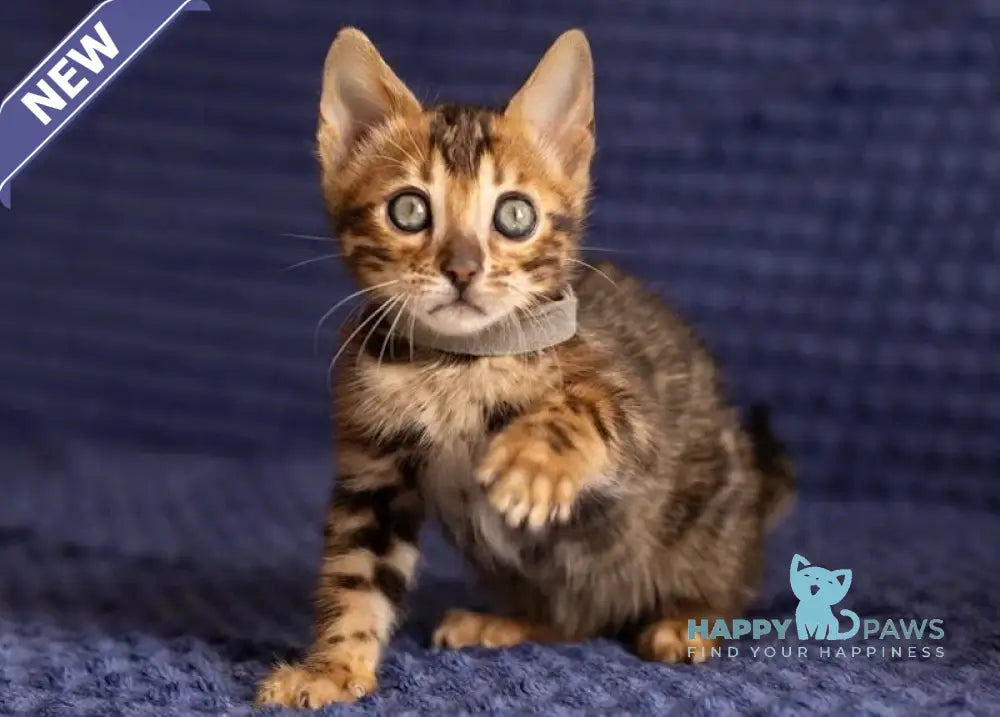 Joy Bengal male black spotted tabby live animals