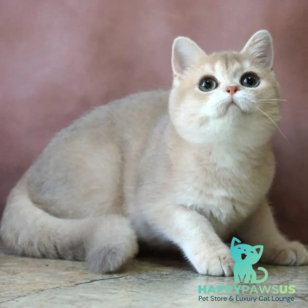 Joy British Shorthair male lilac golden chinchilla - live animals