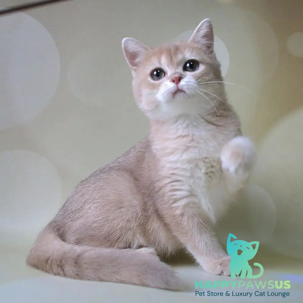 Joy British Shorthair male lilac golden chinchilla - live animals