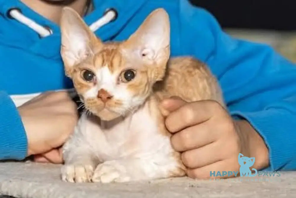 Joy Devon Rex male red bicolour live animals