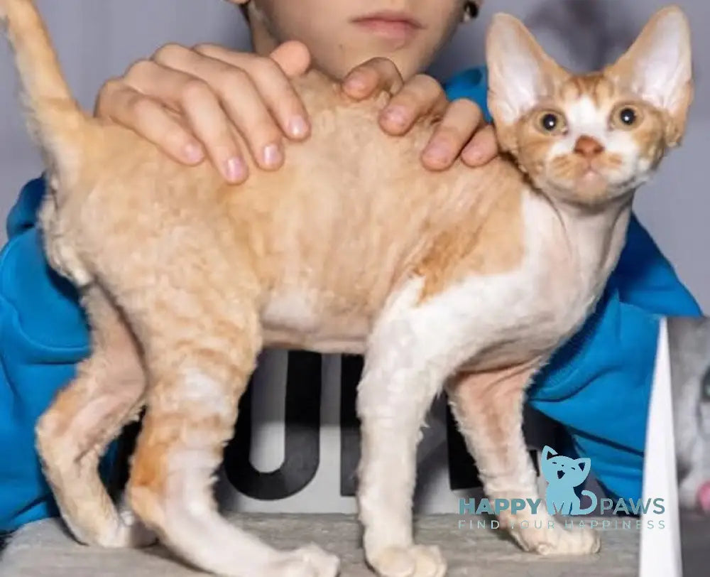 Joy Devon Rex male red bicolour live animals