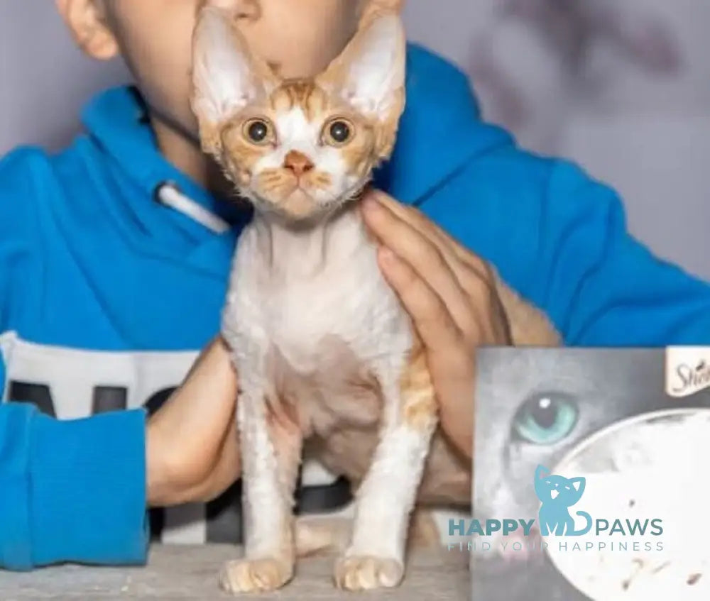 Joy Devon Rex male red bicolour live animals