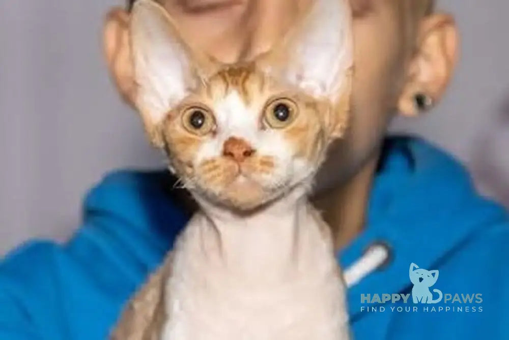 Joy Devon Rex male red bicolour live animals