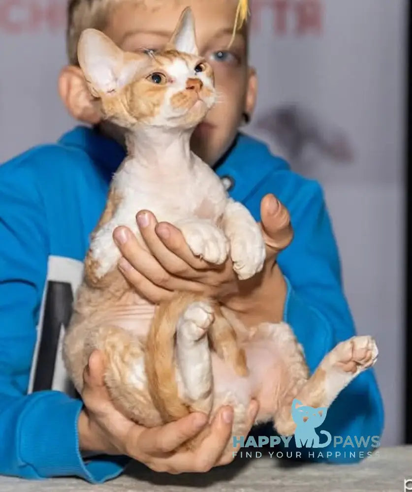 Joy Devon Rex male red bicolour live animals