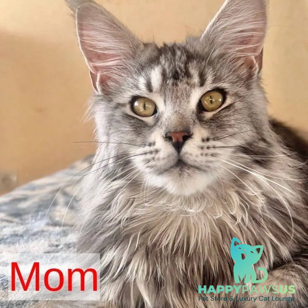 Joy Maine Coon female blue silver tabby - live animals