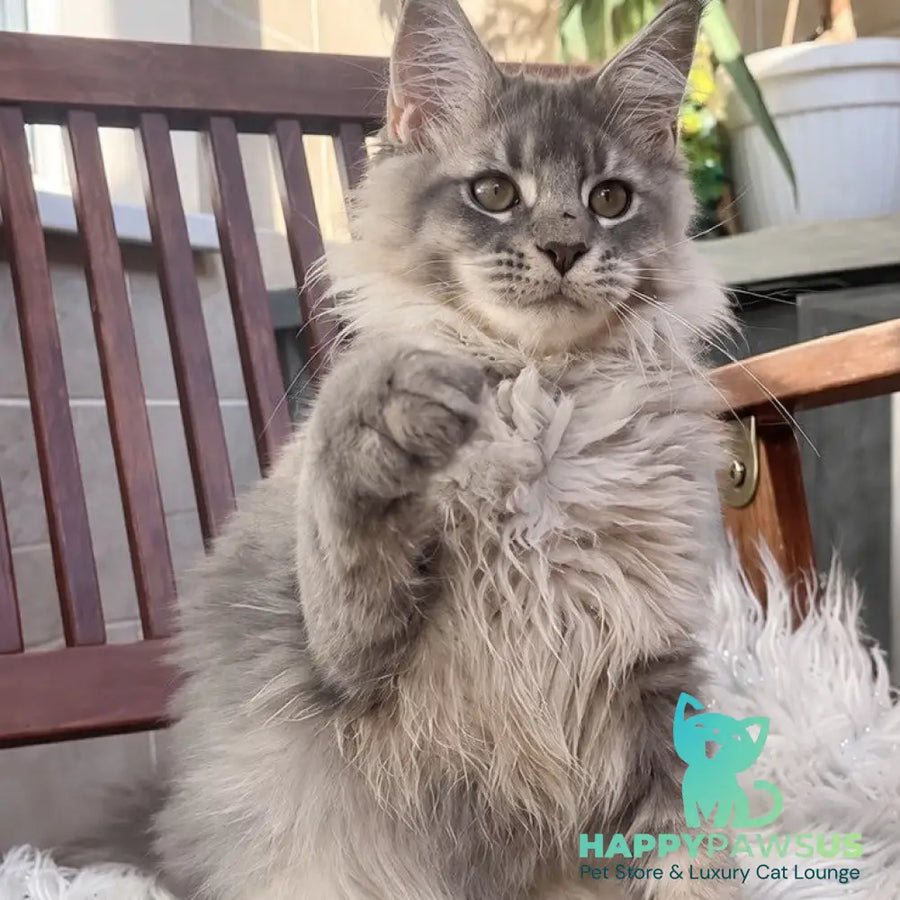 Joy Maine Coon female blue silver tabby - live animals