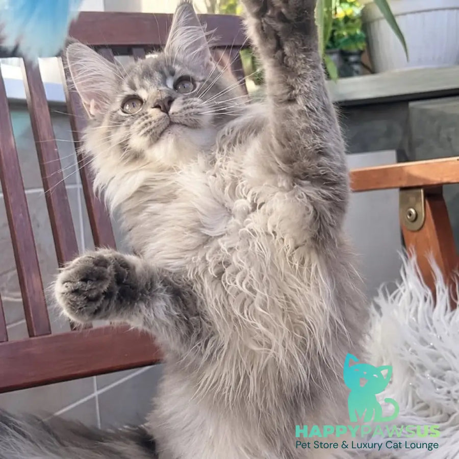 Joy Maine Coon female blue silver tabby - live animals