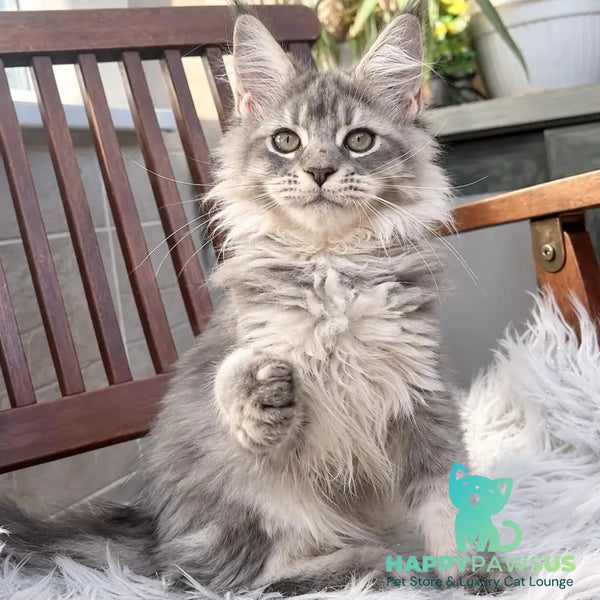 Joy Maine Coon female blue silver tabby - live animals