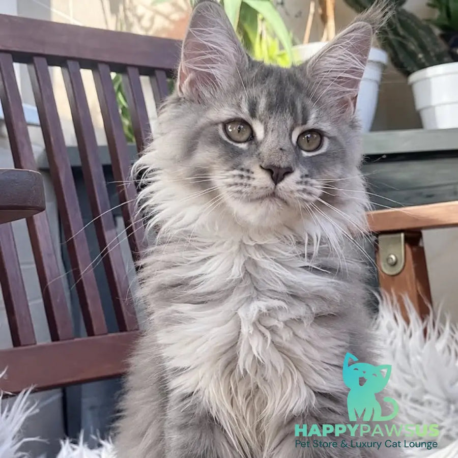 Joy Maine Coon female blue silver tabby - live animals