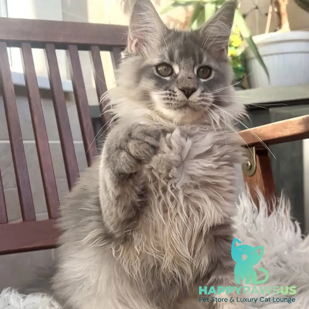 Joy Maine Coon female blue silver tabby - live animals