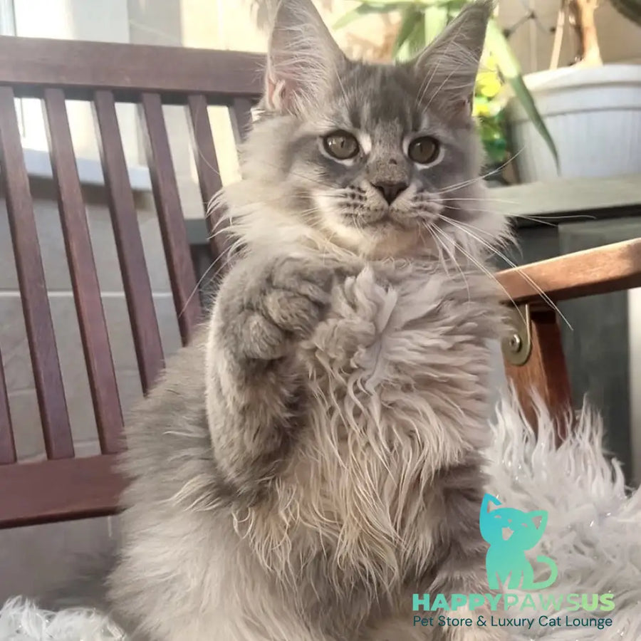 Joy Maine Coon female blue silver tabby - live animals