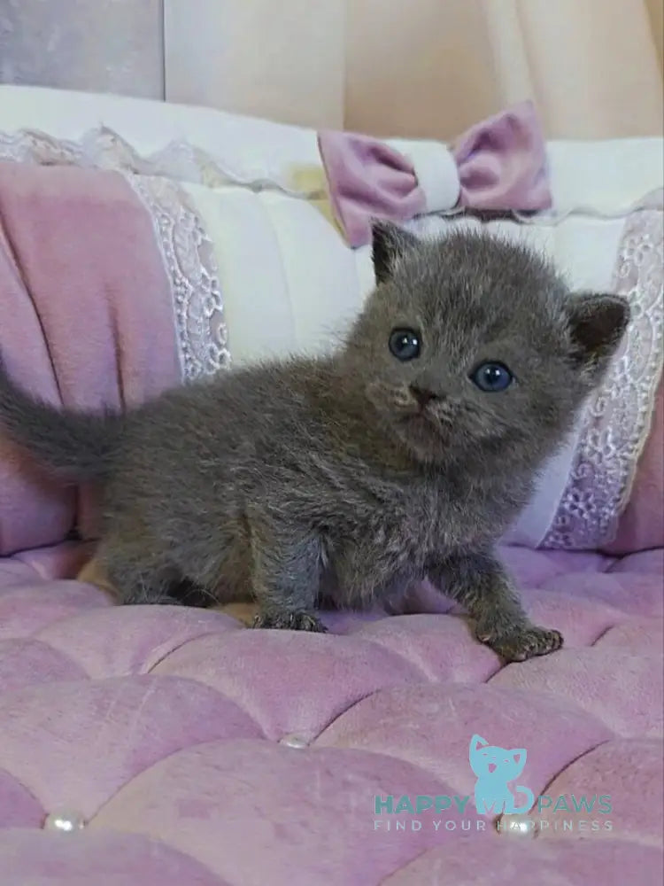 Joy Scottish Straight male blue - live animals