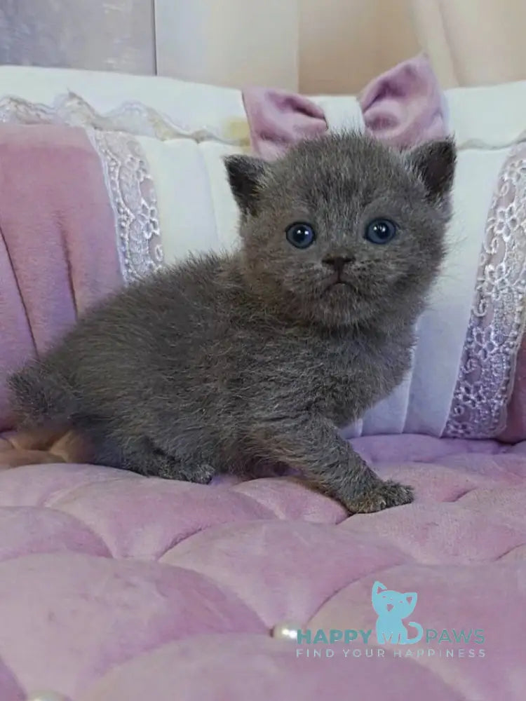 Joy Scottish Straight male blue - live animals