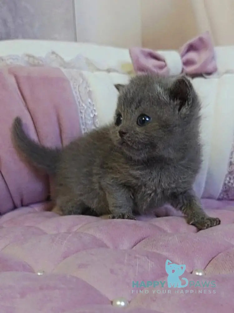 Joy Scottish Straight male blue - live animals