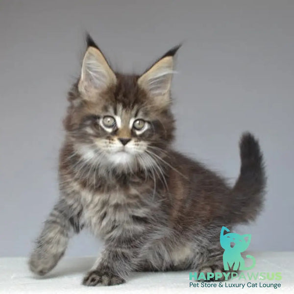 Joyce Maine Coon male black spotted tabby - live animals