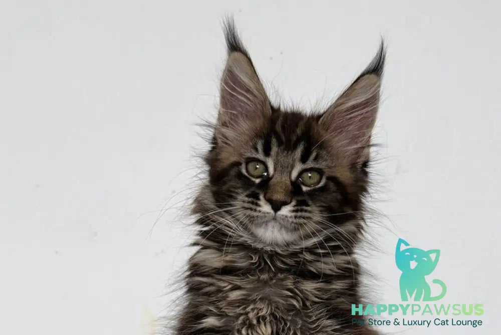 Jozi Maine Coon female black tabby live animals