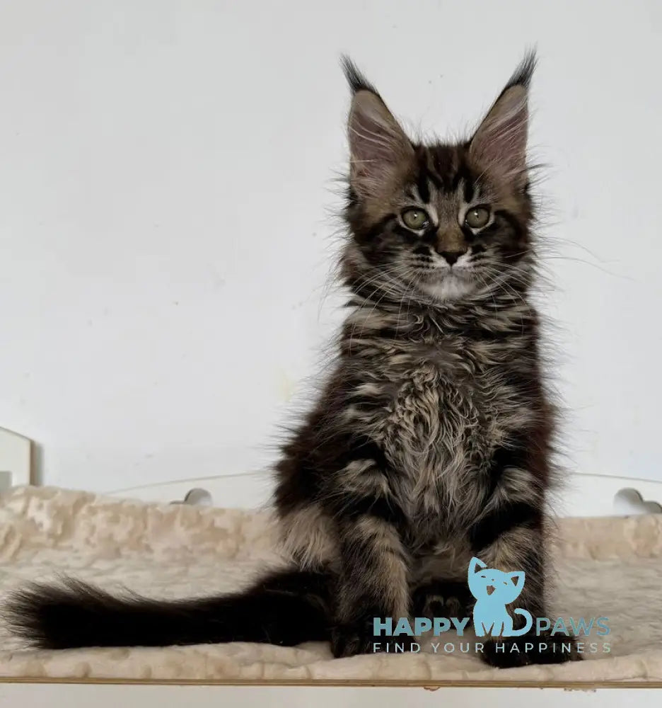 Jozi Maine Coon female black tabby live animals